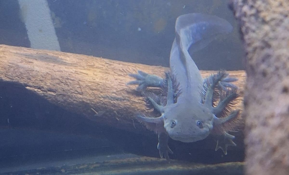 Calcifer, mi ajolote, descansando sobre su tronco favorito. Me gusta ver cómo explora su entorno con curiosidad.