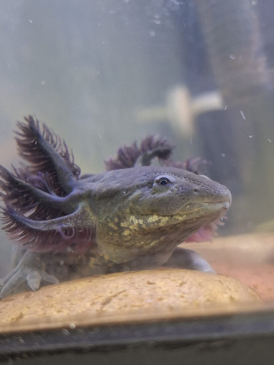 Calcifer observando todo a su alrededor. Es increíble cómo este pequeño ser tiene tanta personalidad y energía.