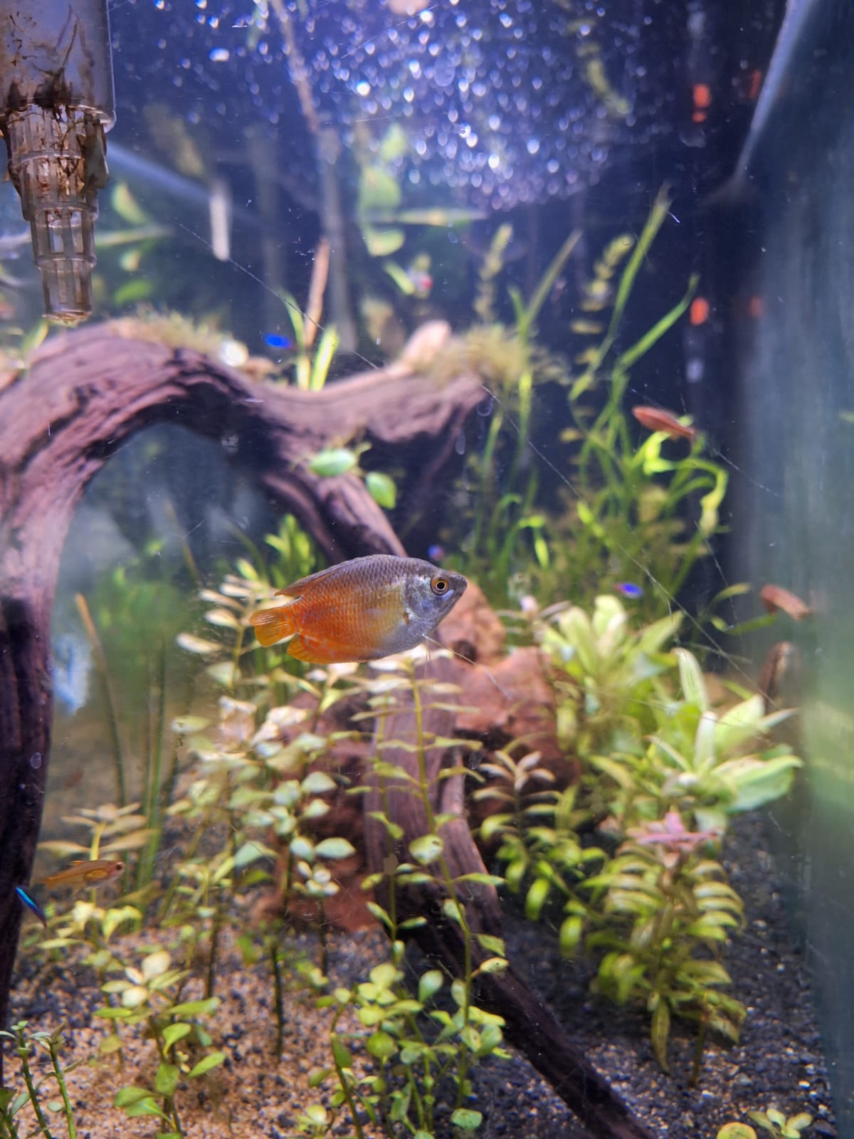 Mi colisa roja, un pez con colores vibrantes y una actitud tranquila que aporta belleza y equilibrio a mi acuario.