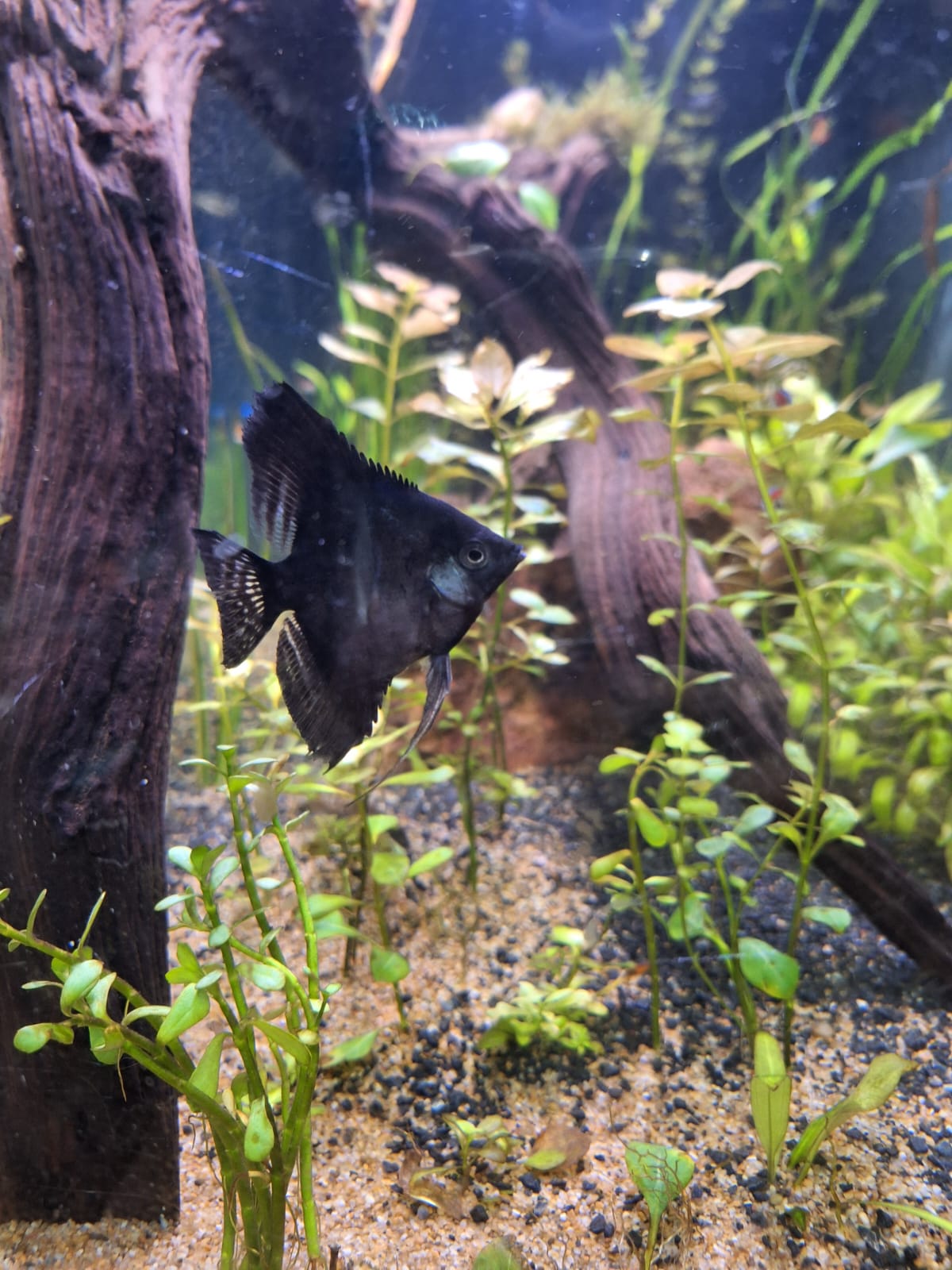 Uno de mis escalares negros. Me gusta su elegancia y la forma en que se desliza suavemente por el agua.