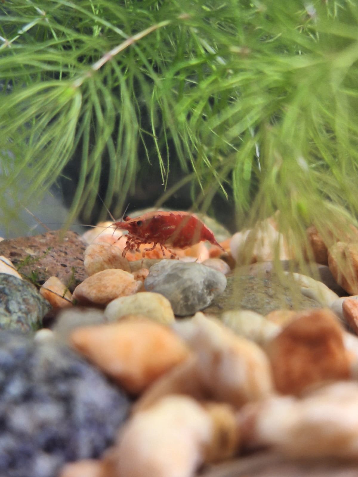 Una de mis gambas en el acuario, siempre activa y ayudando a mantener el ecosistema limpio.