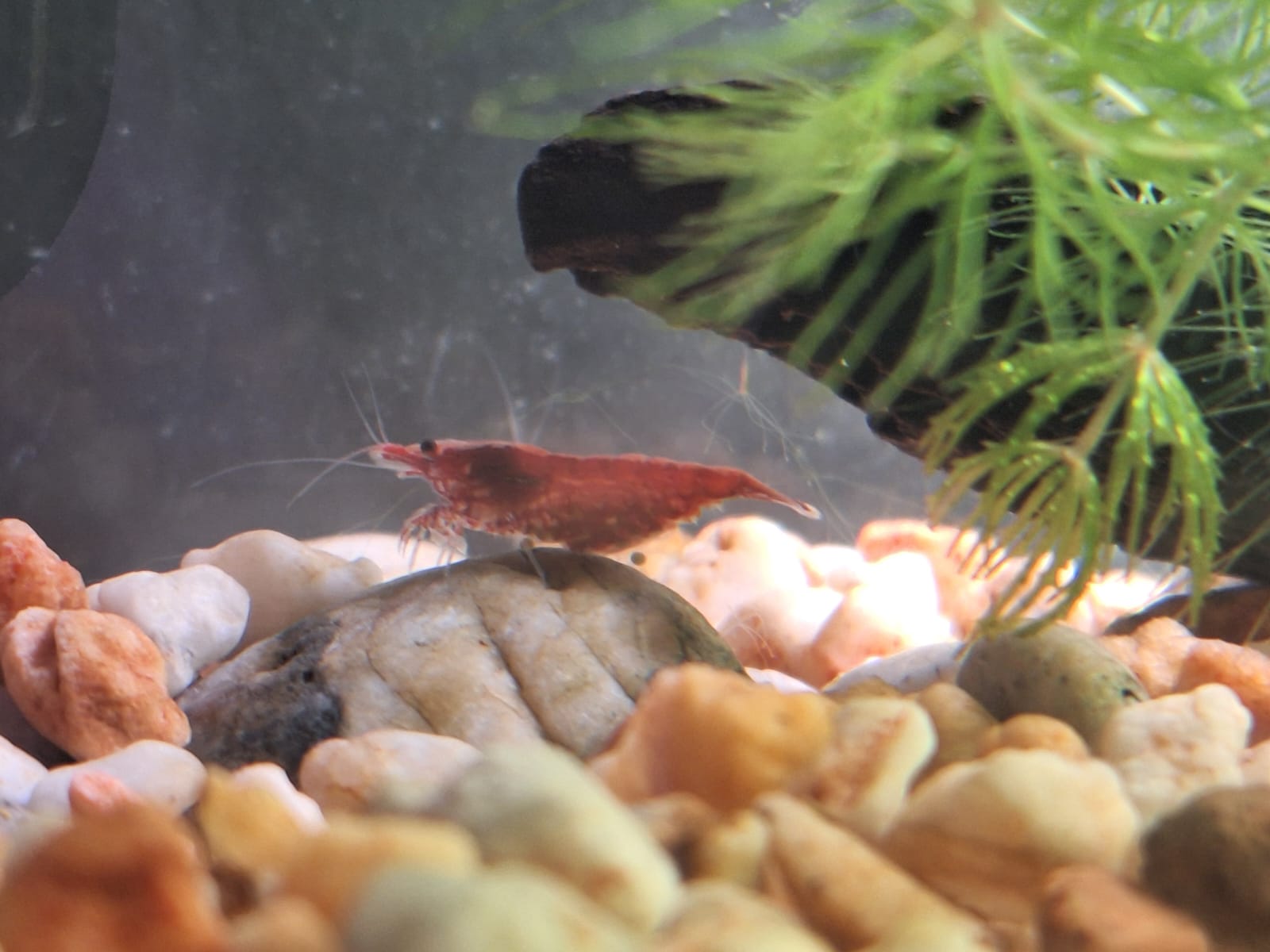 Gamba embarazada con huevos visibles. Me gusta ver cómo se desarrolla la vida en mi acuario.