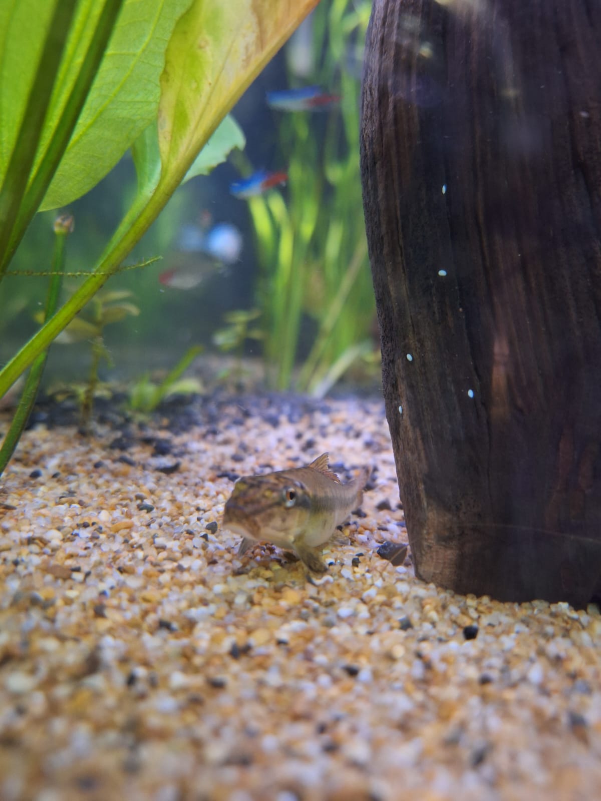 Mi pez otocinclus, un trabajador incansable que ayuda a mantener el acuario libre de algas.