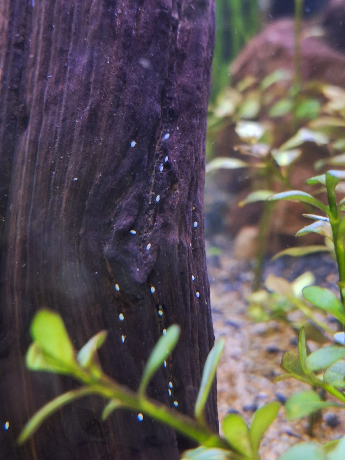 Un momento especial en mi acuario: la puesta de huevos. Me encanta ver cómo mis peces crean vida.