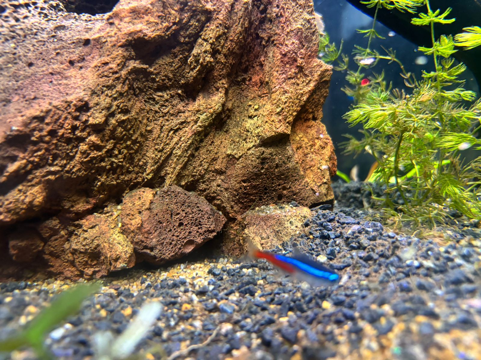 Un tetra neón nadando entre las plantas. Me gusta su color brillante y cómo añade movimiento.