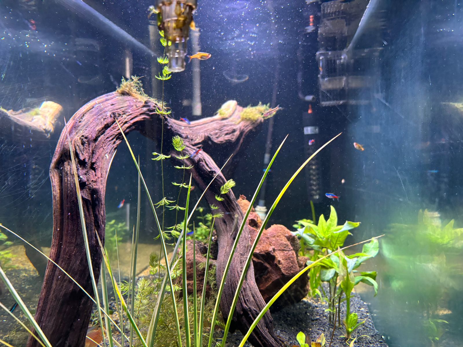 Tronco con plantas acuáticas, un elemento clave en mi acuario para proporcionar refugio y equilibrio natural.