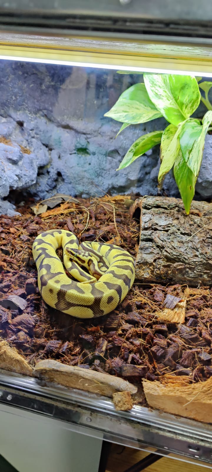 Terrario de mi serpiente pitón bola con ambiente controlado y detalles naturales.