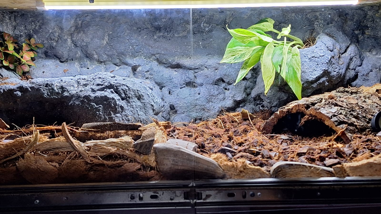 Terrario diseñado para cubrir necesidades básicas y bienestar de mi serpiente.