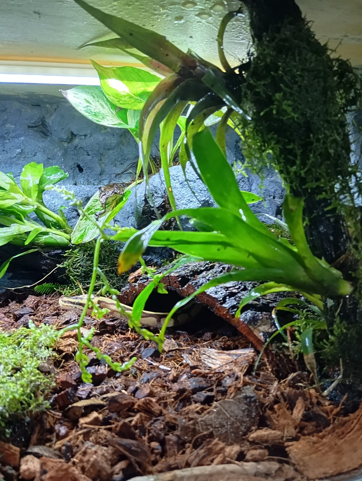 Helechos y musgos adheridos a un tronco para generar un ambiente vivo.