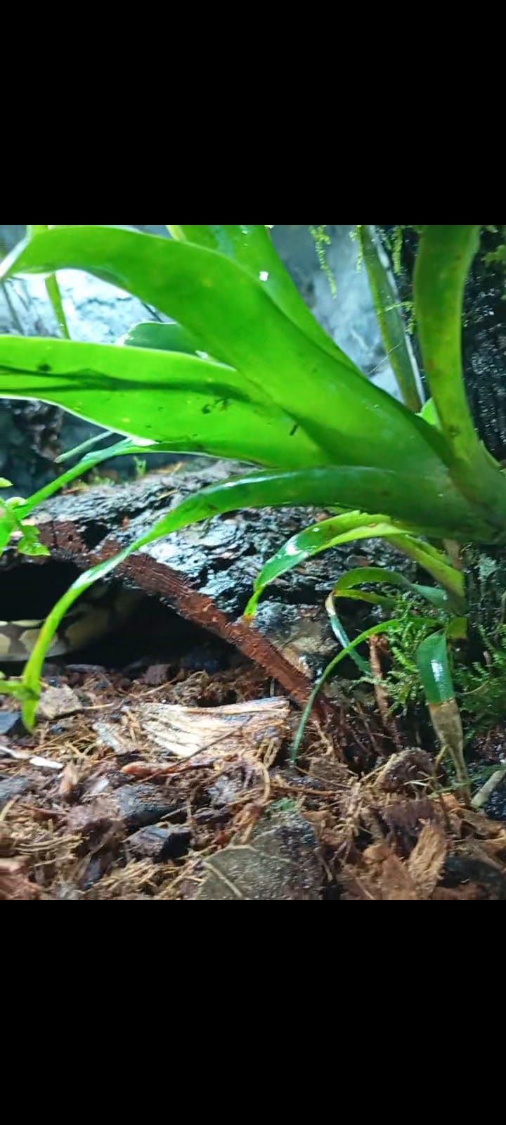 Cueva con musgo natural que aporta textura y equilibrio al ecosistema.