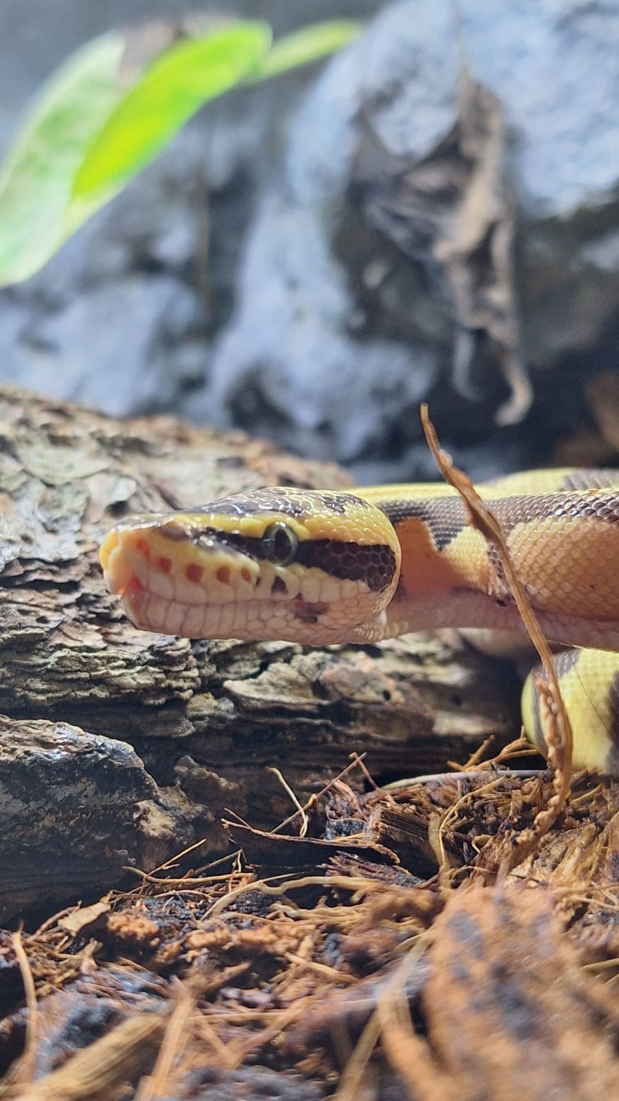 Mi serpiente pitón bola en fase Fire Pastel con patrones únicos.