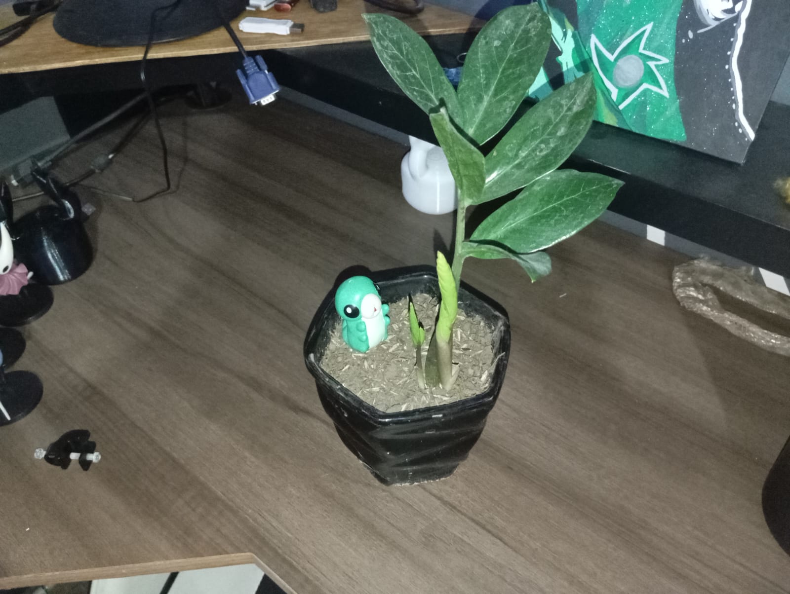 Planta de Zamioculca con tallos de reproducción natural.