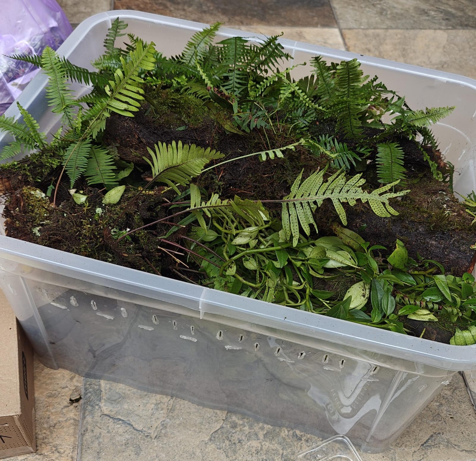 Terrario para cuidado y reproducción de isópodos.